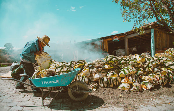 Exploring the Smoky and Mysterious World of Mezcal